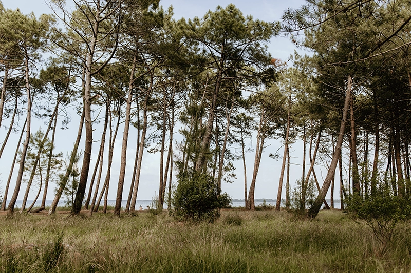 Vue des pins au bord du lac de Biscarrosse.